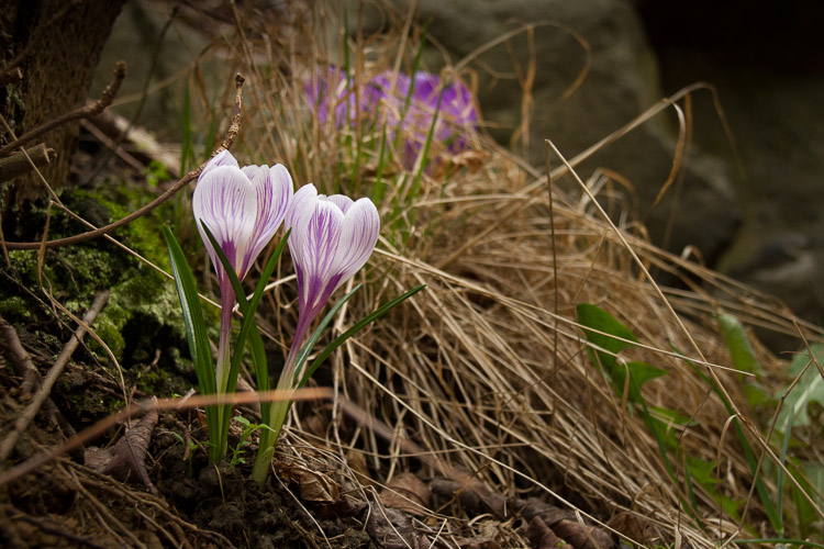 Krokus på gården